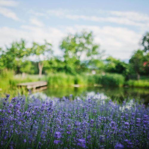 lavendel-teich